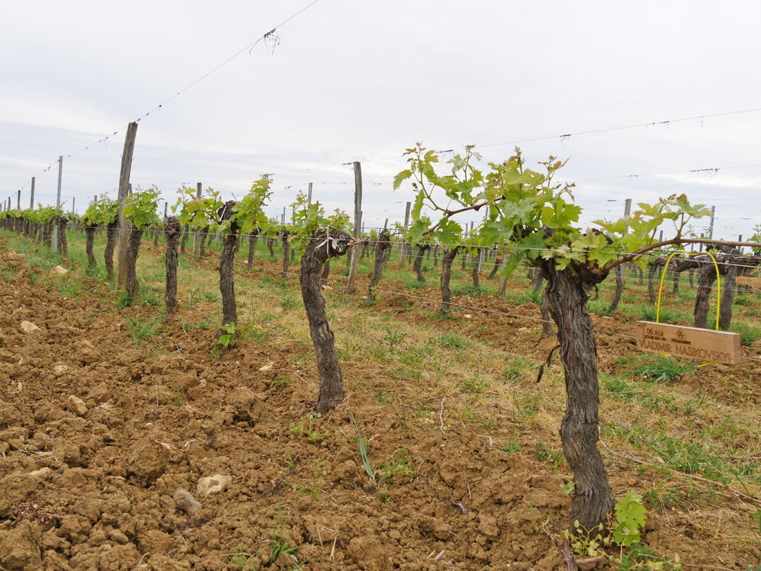 Виноградник на урожай